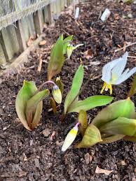 Attēlu rezultāti vaicājumam “Erythronium sibiricum”