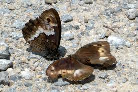 Attēlu rezultāti vaicājumam “Hipparchia alcyone underside”