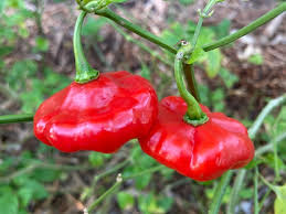 Afbeeldingsresultaat voor aji dulce sweet pepper