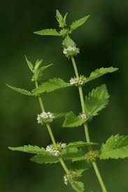 Attēlu rezultāti vaicājumam “Lycopus europaeus”