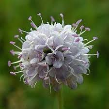 Image result for Succisella inflexa