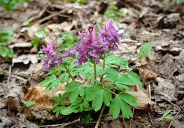 Attēlu rezultāti vaicājumam “Corydalis cava leaf”