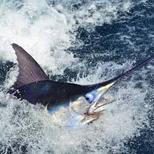 Image result for Kajikia albida