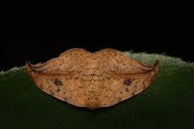 Attēlu rezultāti vaicājumam “Drepana falcataria”