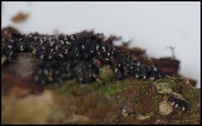 Attēlu rezultāti vaicājumam “Ruzenia spermoides”