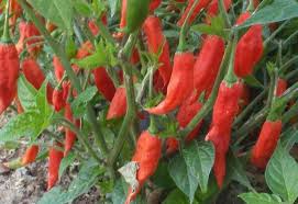 Afbeeldingsresultaat voor paper lantern hot pepper