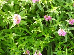 Image result for Lythrum salicaria
