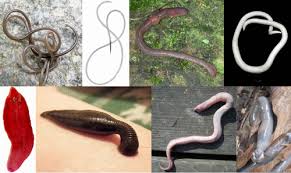 Attēlu rezultāti vaicājumam “Gordius aquaticus”