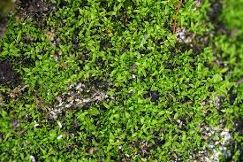 Attēlu rezultāti vaicājumam “Tortula lingulata”