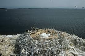 Attēlu rezultāti vaicājumam “Phalacrocorax carbo nest”