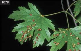 Attēlu rezultāti vaicājumam “Acer pseudoplatanus fo. purpurascens leaf”