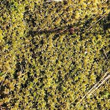 Attēlu rezultāti vaicājumam “Sphagnum balticum”