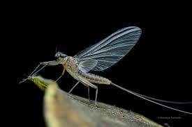 Attēlu rezultāti vaicājumam “Ephemeroptera”