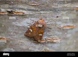 Attēlu rezultāti vaicājumam “Amphipoea”