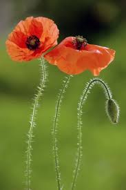 Attēlu rezultāti vaicājumam “Papaver rhoeas”