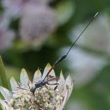 Attēlu rezultāti vaicājumam “Gasteruption jaculator imago”