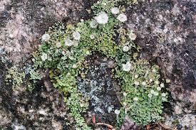 Attēlu rezultāti vaicājumam “Cladonia”