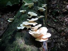 Attēlu rezultāti vaicājumam “Phellodon melaleucus”