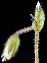 Attēlu rezultāti vaicājumam “Cerastium semidecandrum bud”