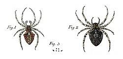 Attēlu rezultāti vaicājumam “Araneus angulatus”