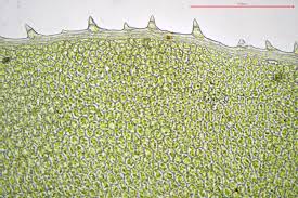 Attēlu rezultāti vaicājumam “Plagiomnium affine”