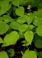 Attēlu rezultāti vaicājumam “Circaea alpina flower”