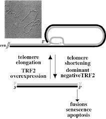 Image result for the end of the t-loop structure