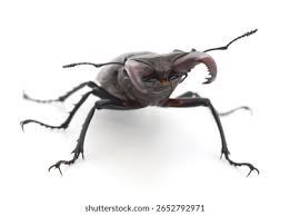 Attēlu rezultāti vaicājumam “Oryctes nasicornis male”