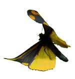 Attēlu rezultāti vaicājumam “Dichrorampha simpliciana”