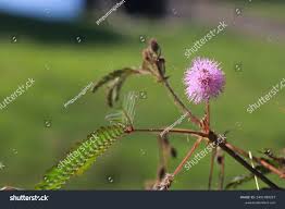 Image result for pohon semalu images