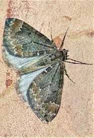 Attēlu rezultāti vaicājumam “Dysstroma truncata”