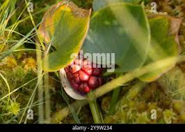 Attēlu rezultāti vaicājumam “Calla palustris fruit”