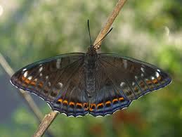 Attēlu rezultāti vaicājumam “Limenitis populi”