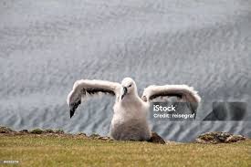 Image result for Thalassarche melanophris