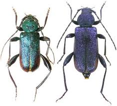 Attēlu rezultāti vaicājumam “Callidium violaceum”