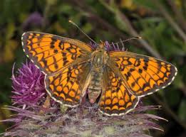 Attēlu rezultāti vaicājumam “Melitaea phoebe underside”
