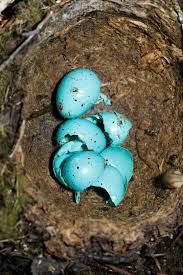 Attēlu rezultāti vaicājumam “Turdus philomelos nest”