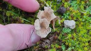 Attēlu rezultāti vaicājumam “Arrhenia spatulata”