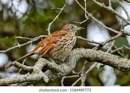 Image result for Toxostoma rufum