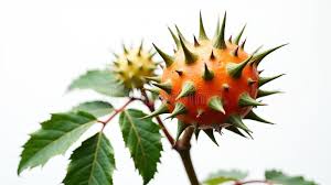 Attēlu rezultāti vaicājumam “Carex lasiocarpa fruit”