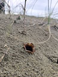 Attēlu rezultāti vaicājumam “Peziza ammophila”