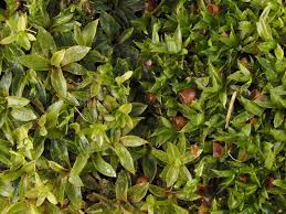 Attēlu rezultāti vaicājumam “Tortula truncata sporophyte”