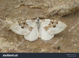 Attēlu rezultāti vaicājumam “Xanthorhoe montanata”