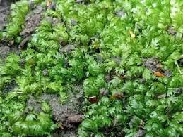 Attēlu rezultāti vaicājumam “Dicranales”