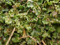 Attēlu rezultāti vaicājumam “Marchantiopsida”