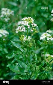 Image result for Rorippa nasturtium-aquaticum