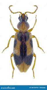 Attēlu rezultāti vaicājumam “Anthicidae”