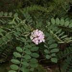 Attēlu rezultāti vaicājumam “Robinia neomexicana fruit”
