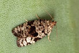 Attēlu rezultāti vaicājumam “Dichelia histrionana”