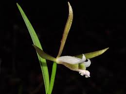 Attēlu rezultāti vaicājumam “Seligeria donniana sporophyte”